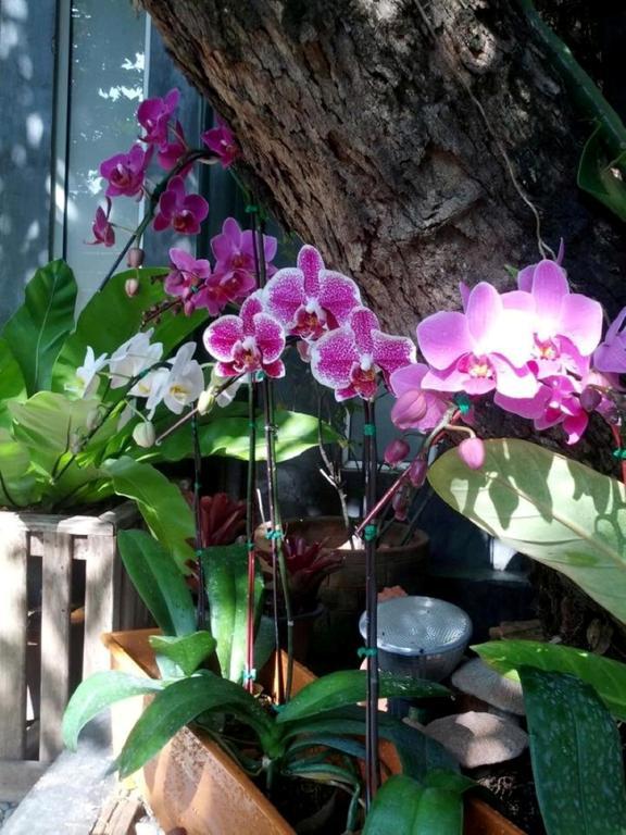 The Old Car Guesthouse Chiang Mai Ngoại thất bức ảnh